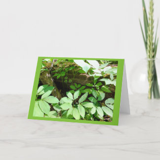 Sarsasparilla no cartão de nota do vazio da