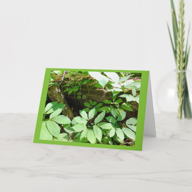 Sarsasparilla no cartão de nota do vazio da (Frente)