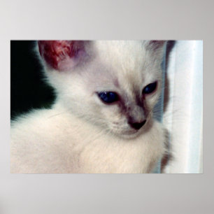Sasha Kitten Poster