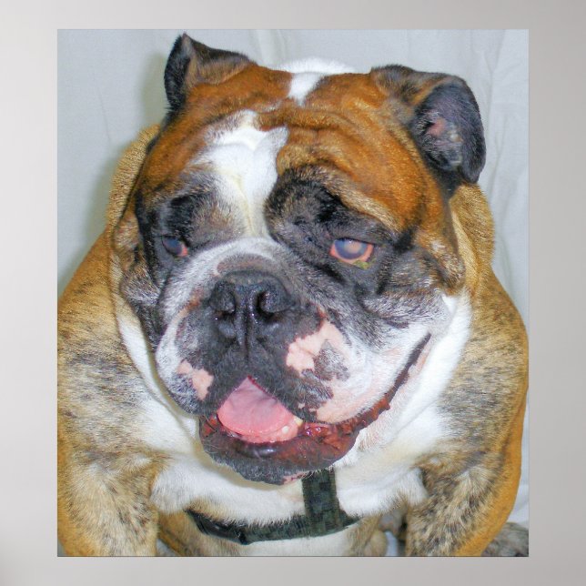 Sassydog, Poster do Bulldog (Frente)