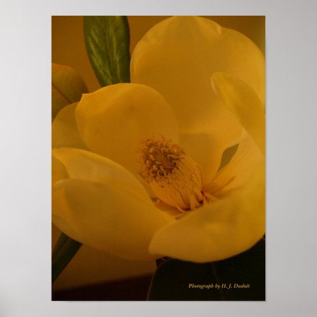 Sateen Magnolia Poster (Frente)