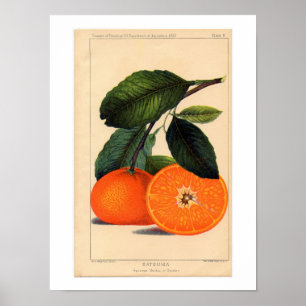 Satsuma Botânica Impressão