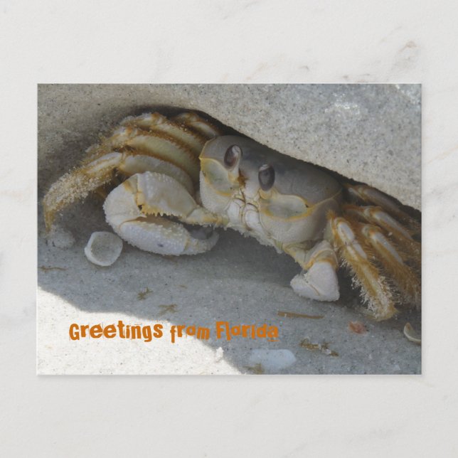 Saudações da Flórida cartão postal (Frente)