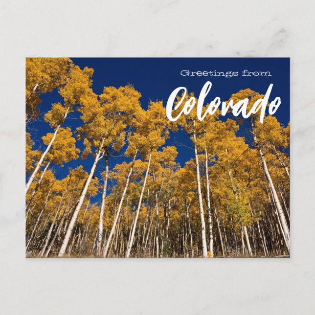 Saudações do cartão postal das árvores de Aspen do (Frente)