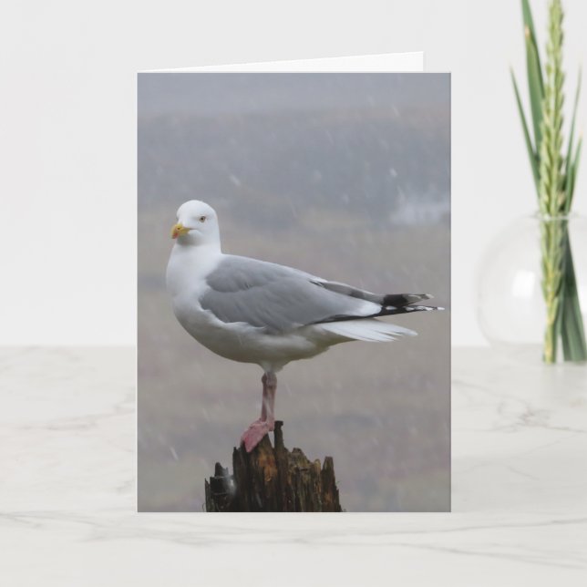 Saudações Seagull Adicionar Cartão de Texto (Frente)