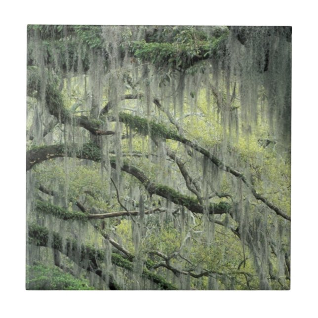 Savannah, Geórgia, árvore Live Oak coberta com (Frente)