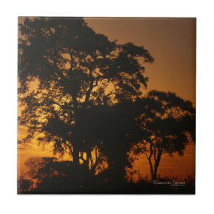 Savannah Sunset