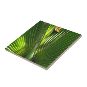 Saw Palmetto Foto Closeup