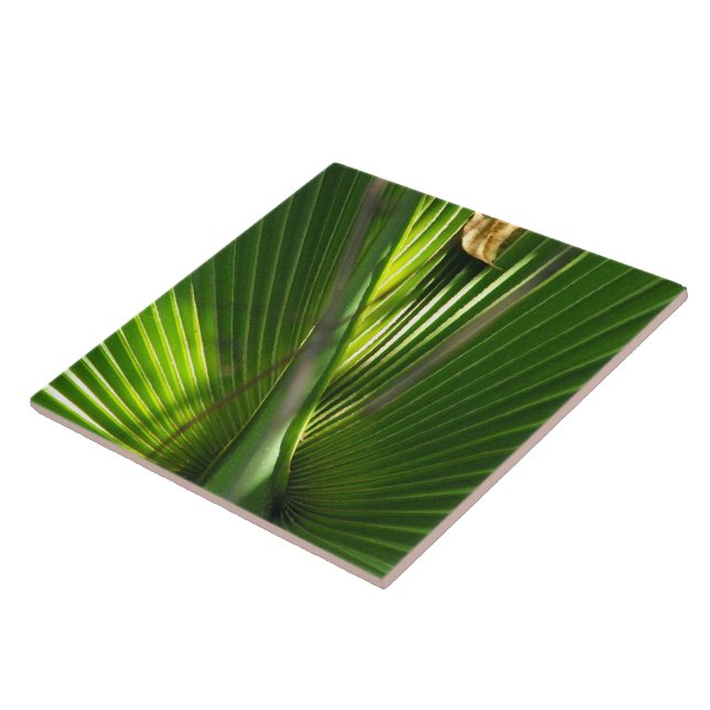 Saw Palmetto Foto Closeup (Lateral)