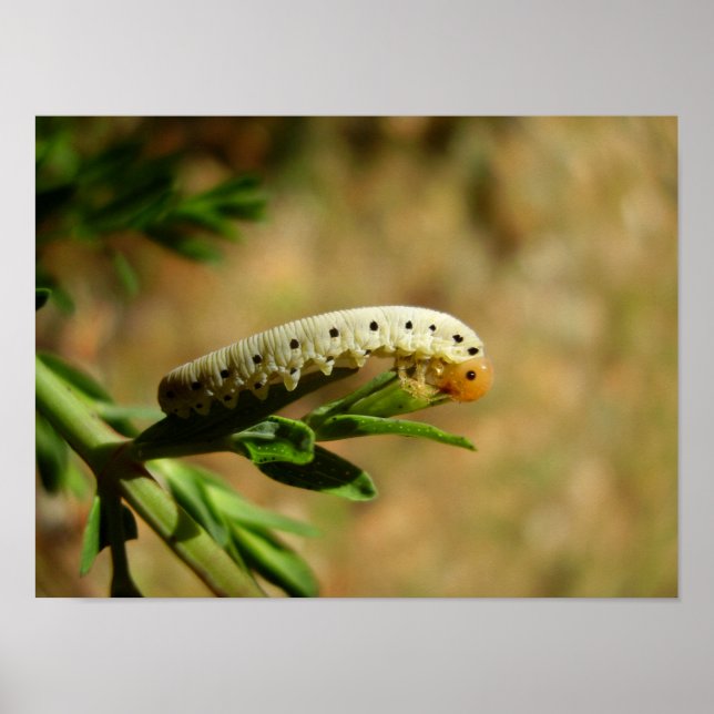 Sawfly Larvae Poster (Frente)