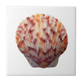 Scallop Shell da chita