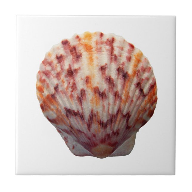 Scallop Shell da chita (Frente)