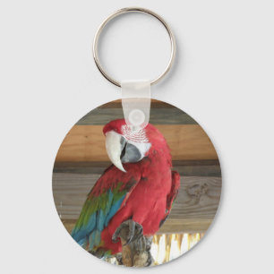 Scarlet Macaw Chaveiro