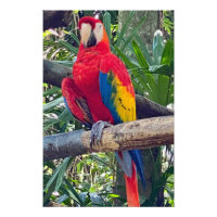 Scarlet Macaw Costa Rica Foto Alargamento