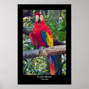 Scarlet Macaw Costa Rica Poster Impressão