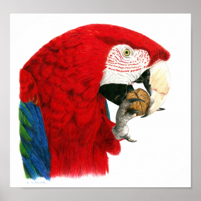 Scarlet Macaw Poster (Frente)