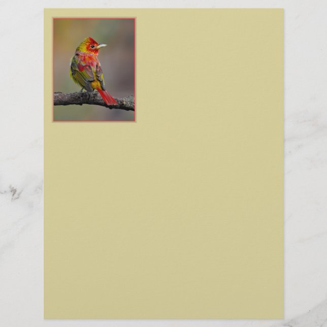 Scarlet Tanager Molting - Fotografia original (Frente)