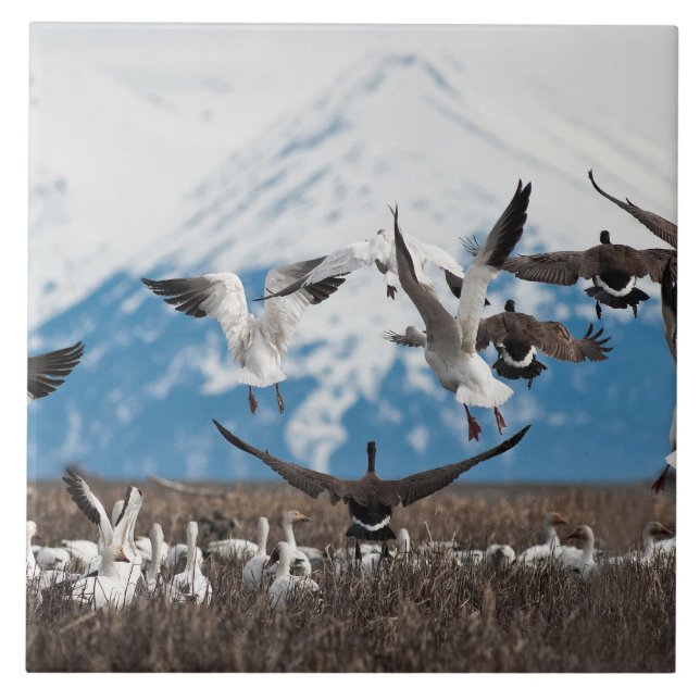 Scattering Geese (Frente)