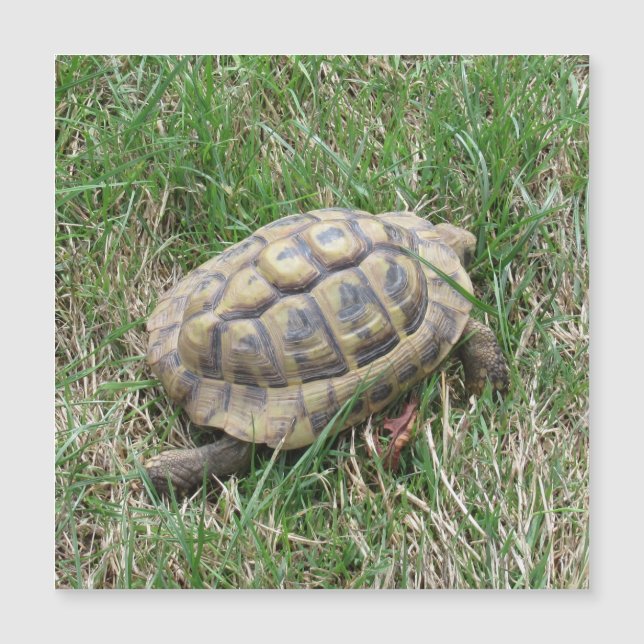 Schildkröte  (Frente)