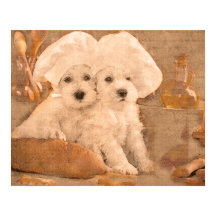 Schnauzer Chefs Impressão