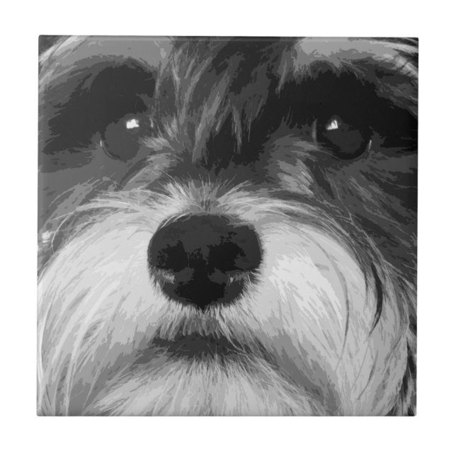 Schnauzer diminuto (Frente)