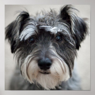 Schnauzer Dog Poster Impressão