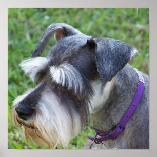Schnauzer Poster