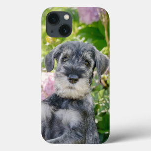Schnauzer Puppy Padrão em Jardim Flor -
