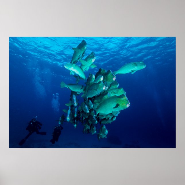 "School of Bumpheaded Parrot Fish" Poster (Frente)