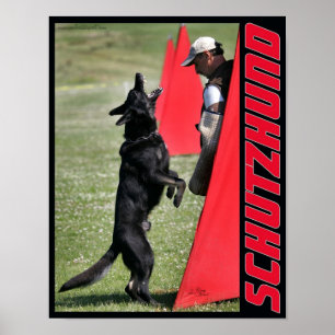 Schutzhund German shepherd Poster