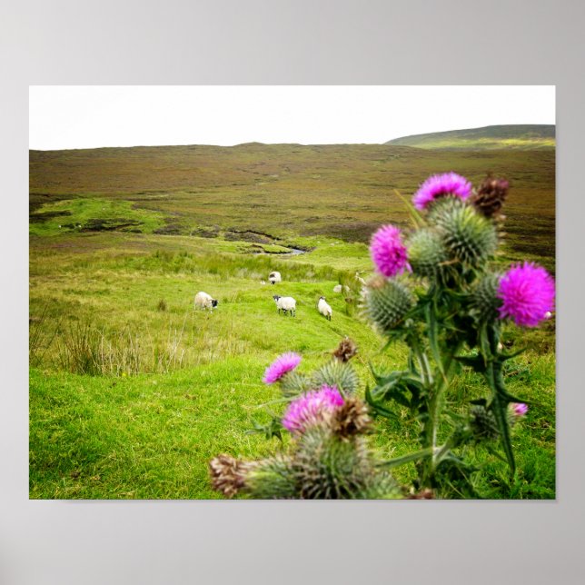 Scotland Highlands Thistle Landscape Poster (Frente)