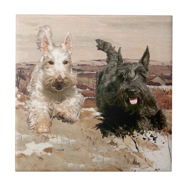 Scotties Trigo e Preto em Corrida (Frente)