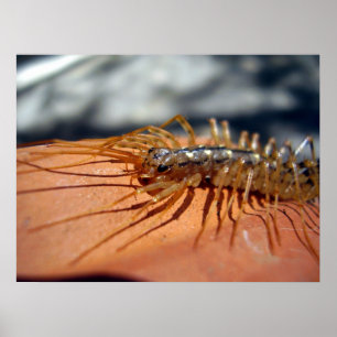 Scutigera Coleoptrata Poster