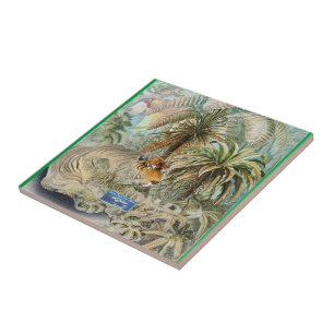 SDCs azulejos de médio-verde (febre da selva) ©️ 2