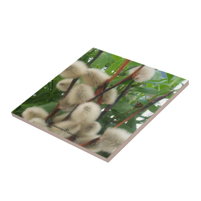 SDCs de azulejo (PussyWillowsInLeaves) ©️ 2012 (Lateral)