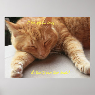 Se a vida obtem o poster demasiado pesado do gato