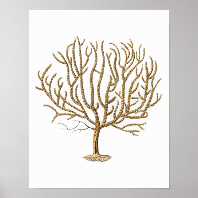 Sea Coral No.4 Antiguamente Impressão de História  (Frente)