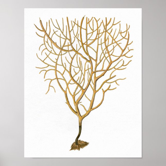 Sea Coral No.6 Antiguidade Impressão de História N (Frente)