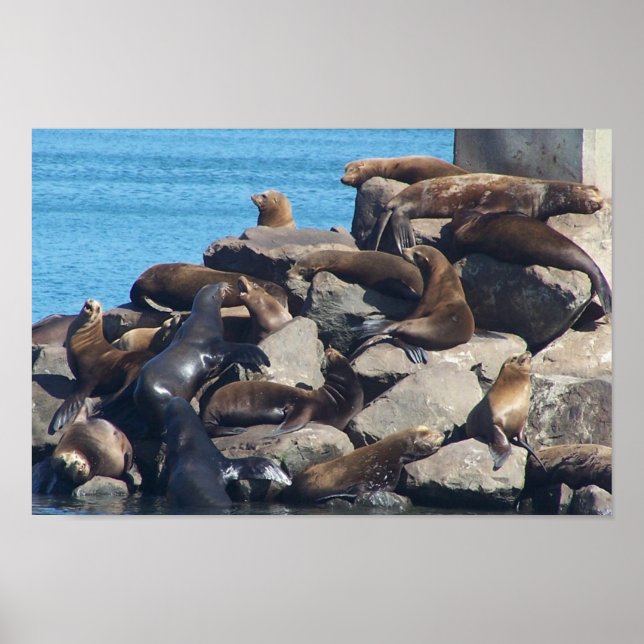 Sea Lion Poster (Frente)