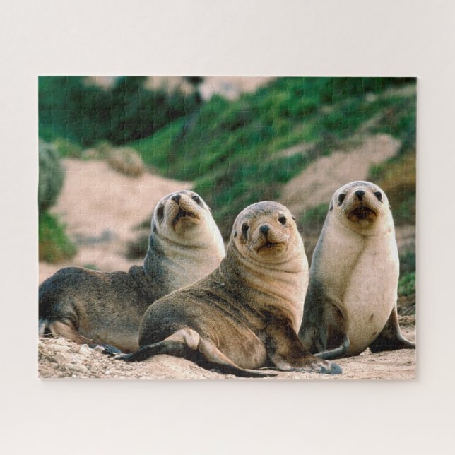 Sea Lion Pups, Jigsee Quebra-cabeça (Horizontal)