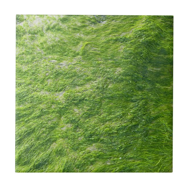 Sea Moss Green Nature Grass Beach NIMO (Frente)