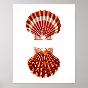 Sea Shell Art Impressão no.9 Beach Home Decor