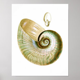 Sea Shell no.11 Beach Decor Art Impressão