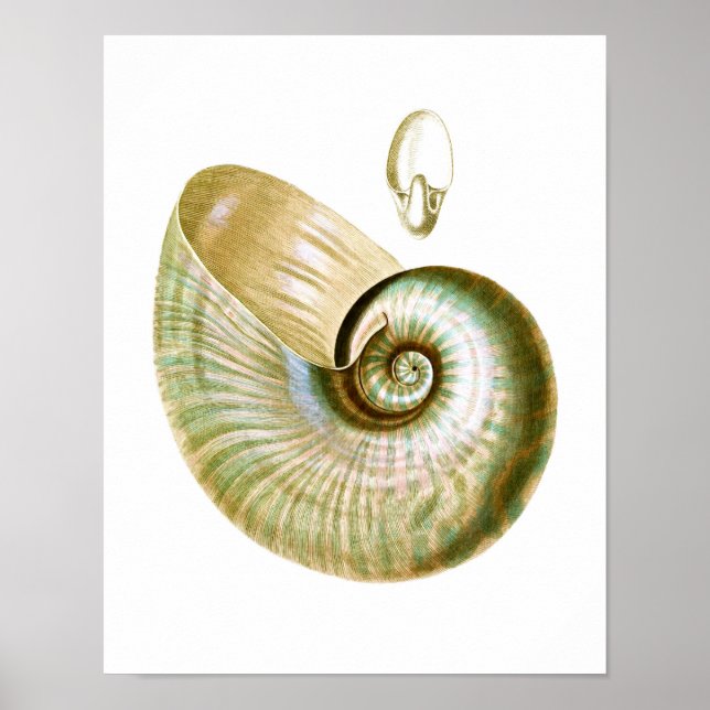 Sea Shell no.11 Beach Decor Art Impressão (Frente)