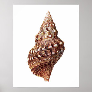 Sea Shell no. 1 Beach Decor Art Impressão