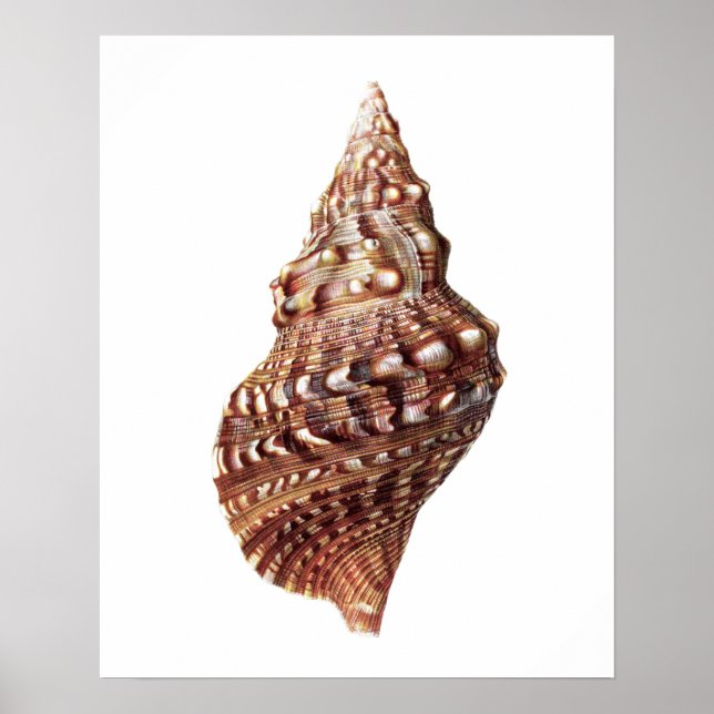 Sea Shell no. 1 Beach Decor Art Impressão (Frente)