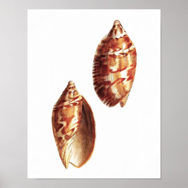 Sea Shell no.5 Beach Decor Art Impressão (Frente)