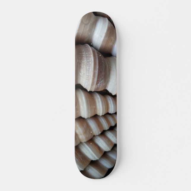Sea Shells Summer Beach Exotic Tropical Skateboard (Frente)
