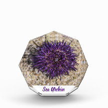 Sea Urchin Ocean Beach Holiday Summer Souvenir