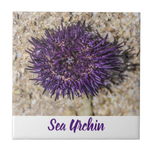 Sea Urchin Ocean Beach Holiday Summer Souvenir